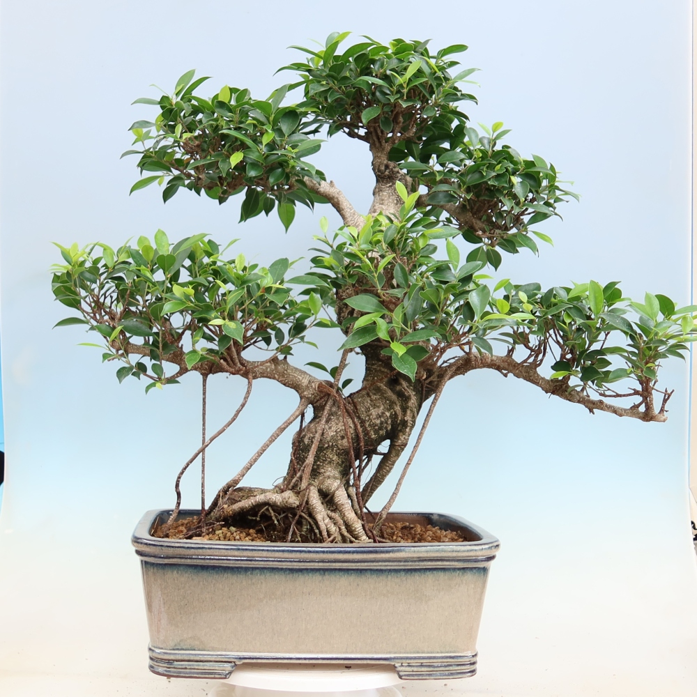 Kamerbonsai - Ficus kimmen - kleinbladige ficus