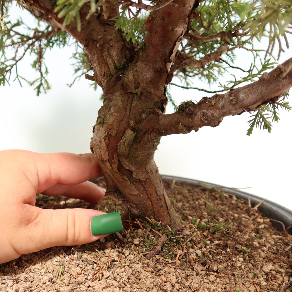 Bonsai voor buiten - Juniperus chinensis Itoigawa-Juniperus chinensis