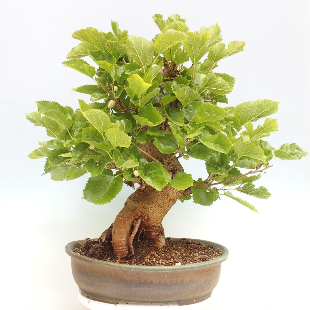 Bonsai voor buiten -Morus alba - moerbei