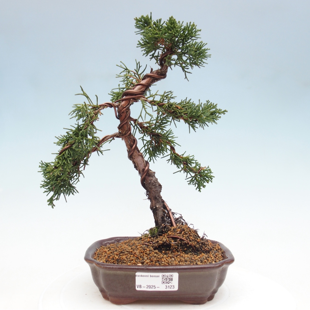 Bonsai voor buiten - Juniperus chinensis Kishu