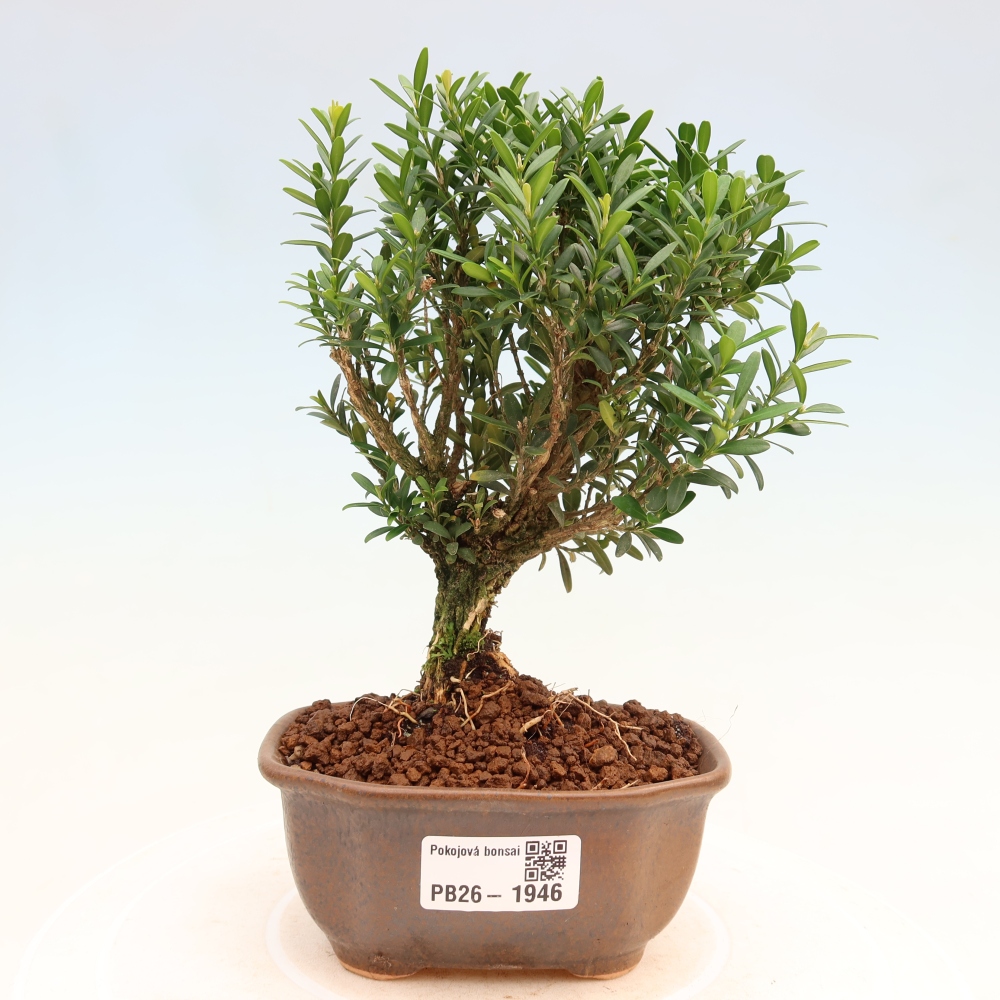 Kamerbonsai - Buxus harlandii - kurk buxus