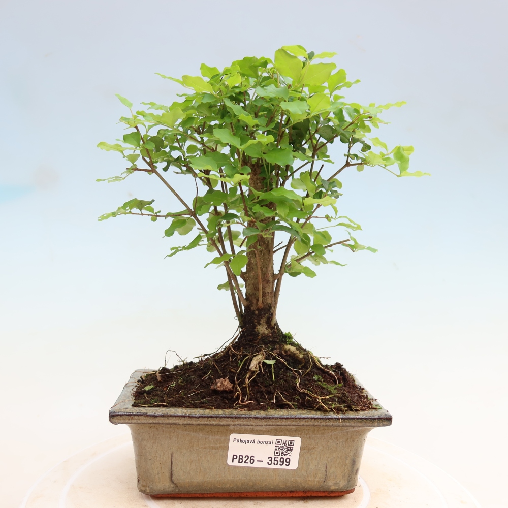 Kamerbonsai -Ligustrum chinensis - Vogelsnavel