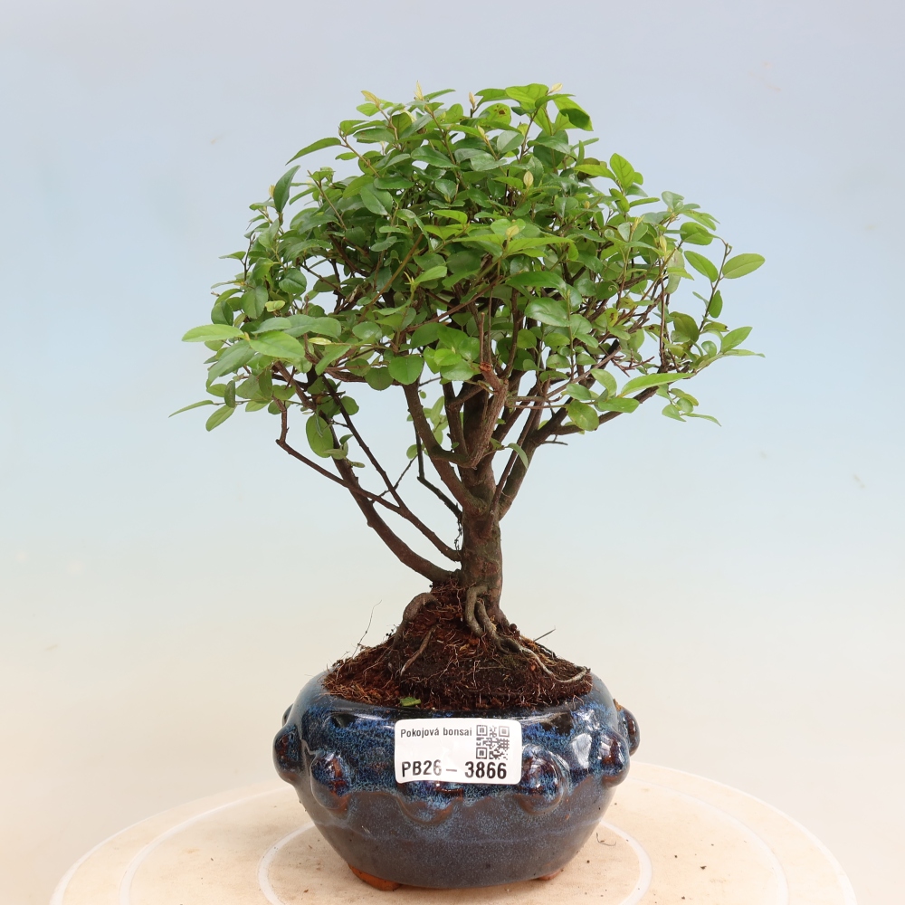 Kamerbonsai - Sageretia thea - Sageretia thea