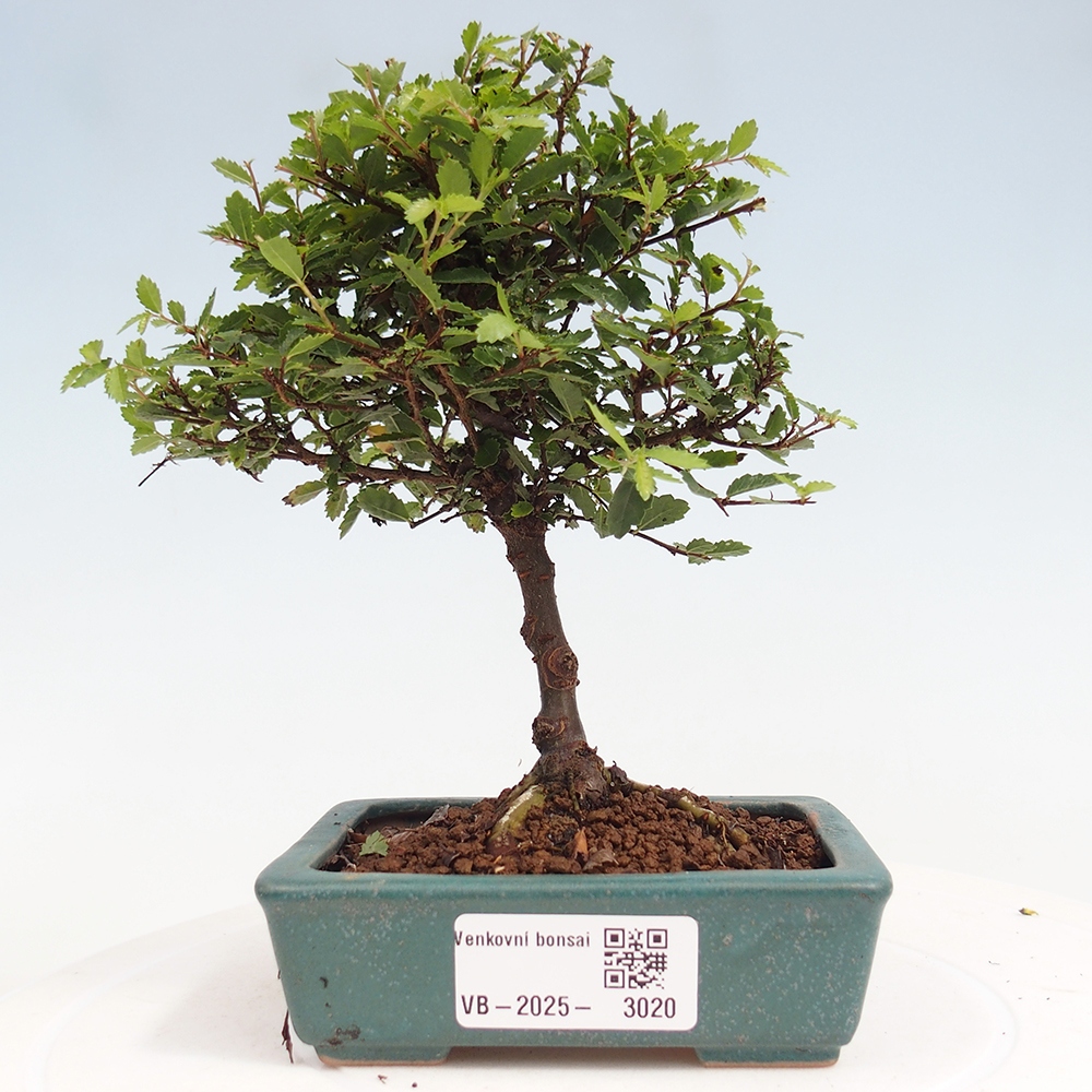 Bonsai voor buiten - Ulmus parvifolia Sagei - Kleinbladige iep