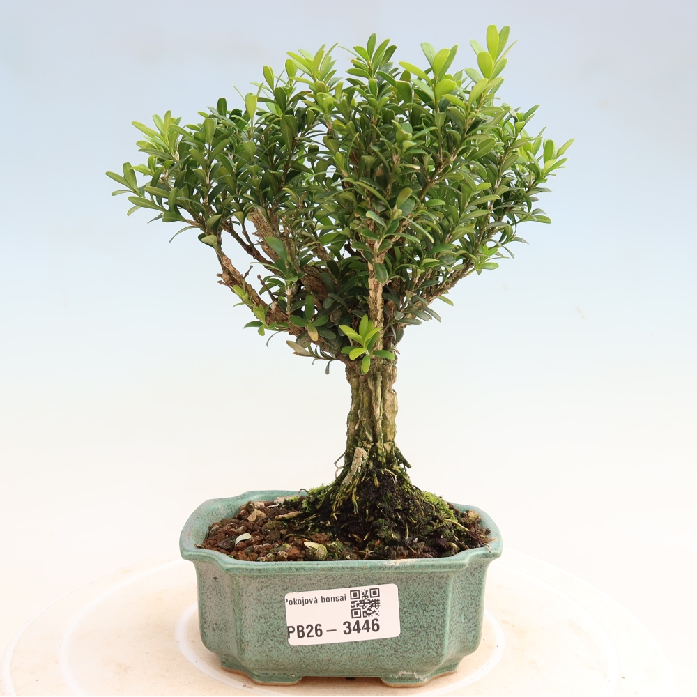 Kamerbonsai - Buxus harlandii - kurk buxus