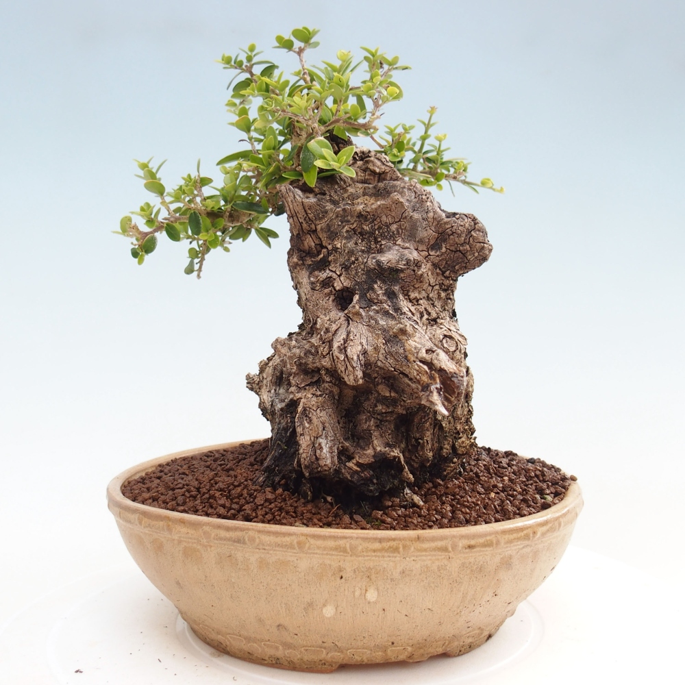 Bonsai voor binnen - Olea europaea sylvestris