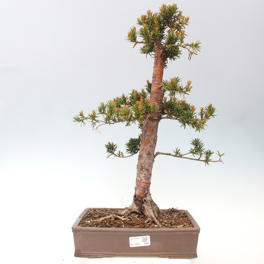 Bonsai voor buiten - Taxus cuspidata - Japanse Taxus