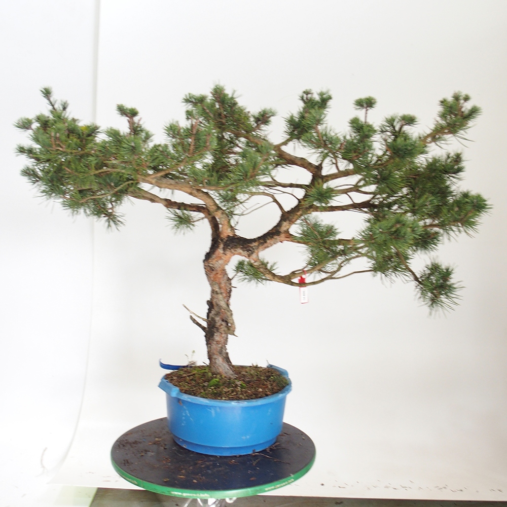 Yamadori - Pinus sylvestris Spanje