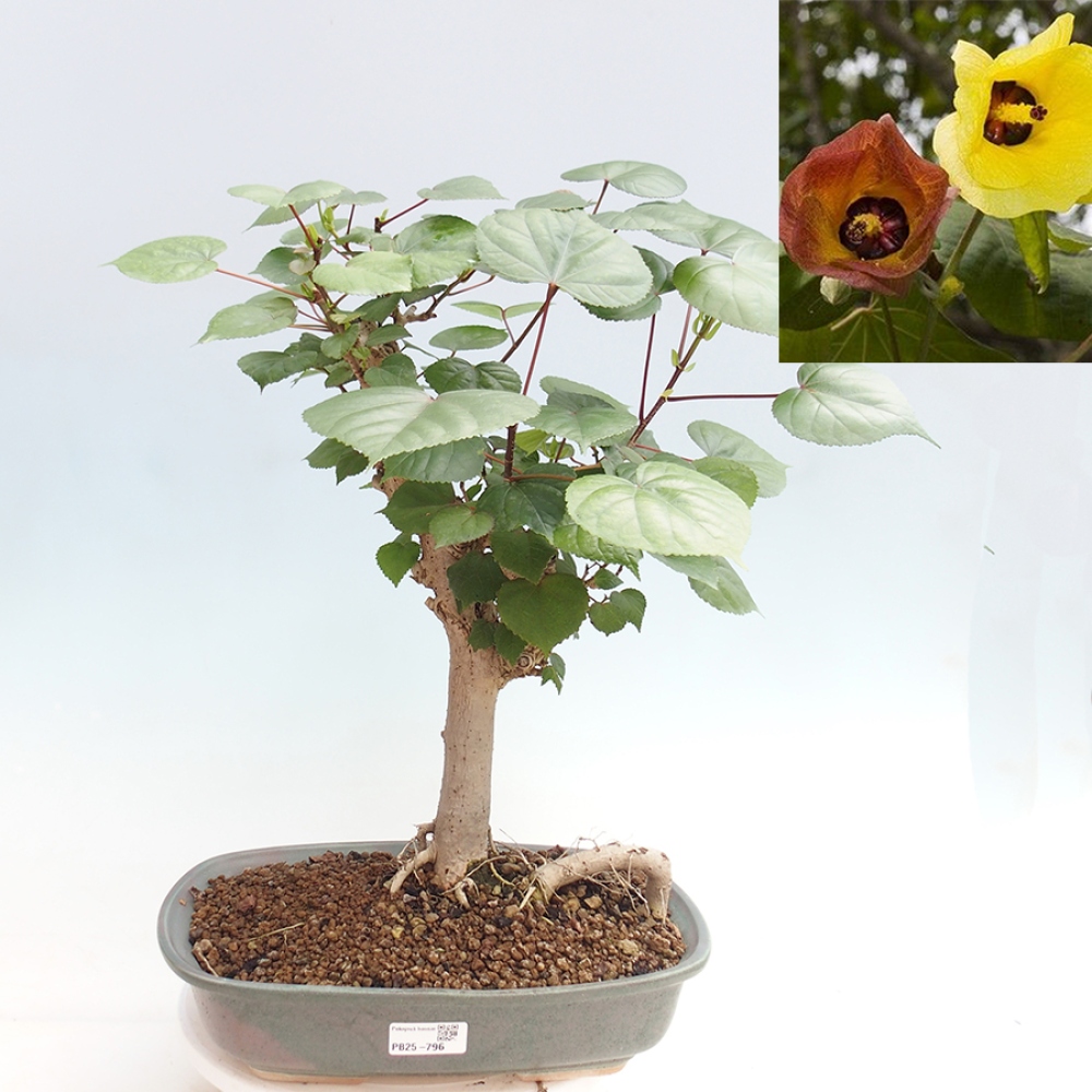 Bonsai voor binnen - Hibiscus tiliaceus - Zee Hibiscus
