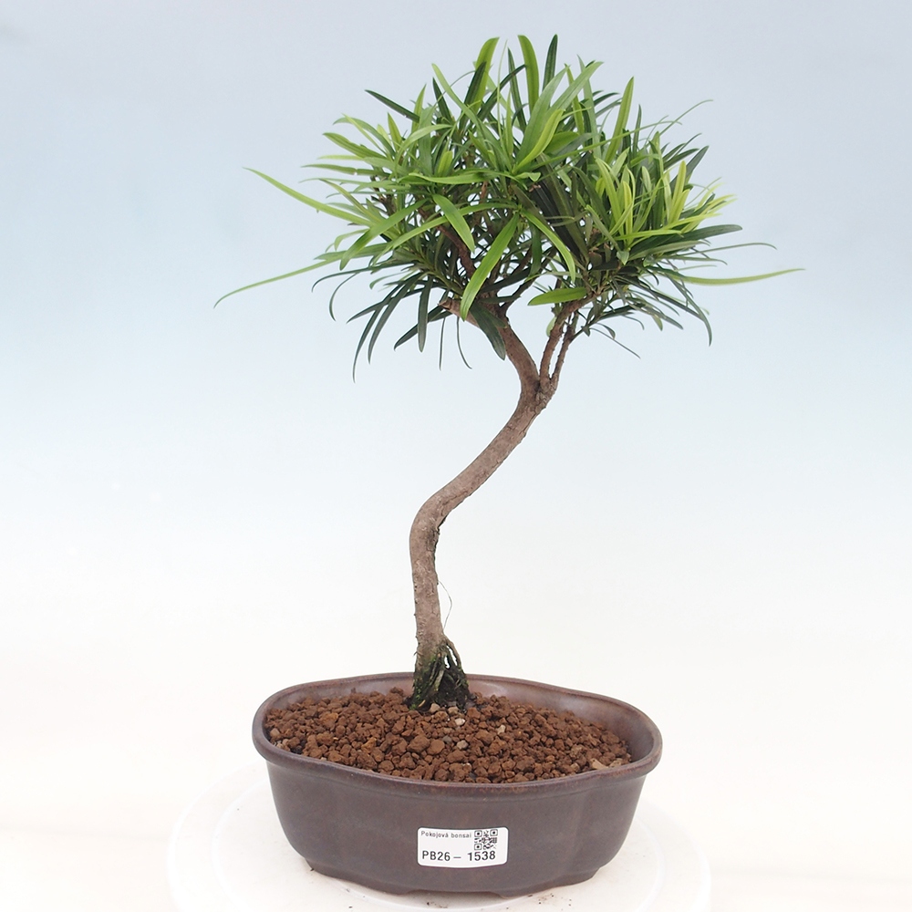 Kamerbonsai - Podocarpus - Taxus