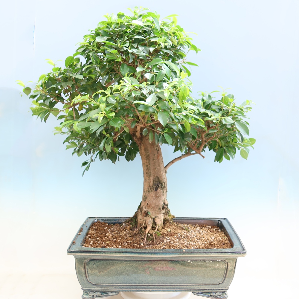 Kamerbonsai - Australische kers - Eugenia uniflora