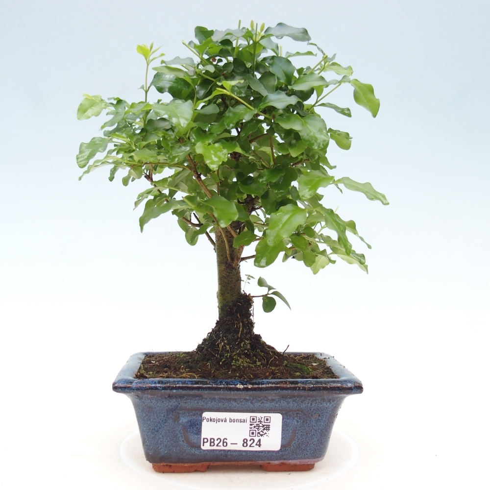 Kamerbonsai -Ligustrum chinensis - Vogelsnavel
