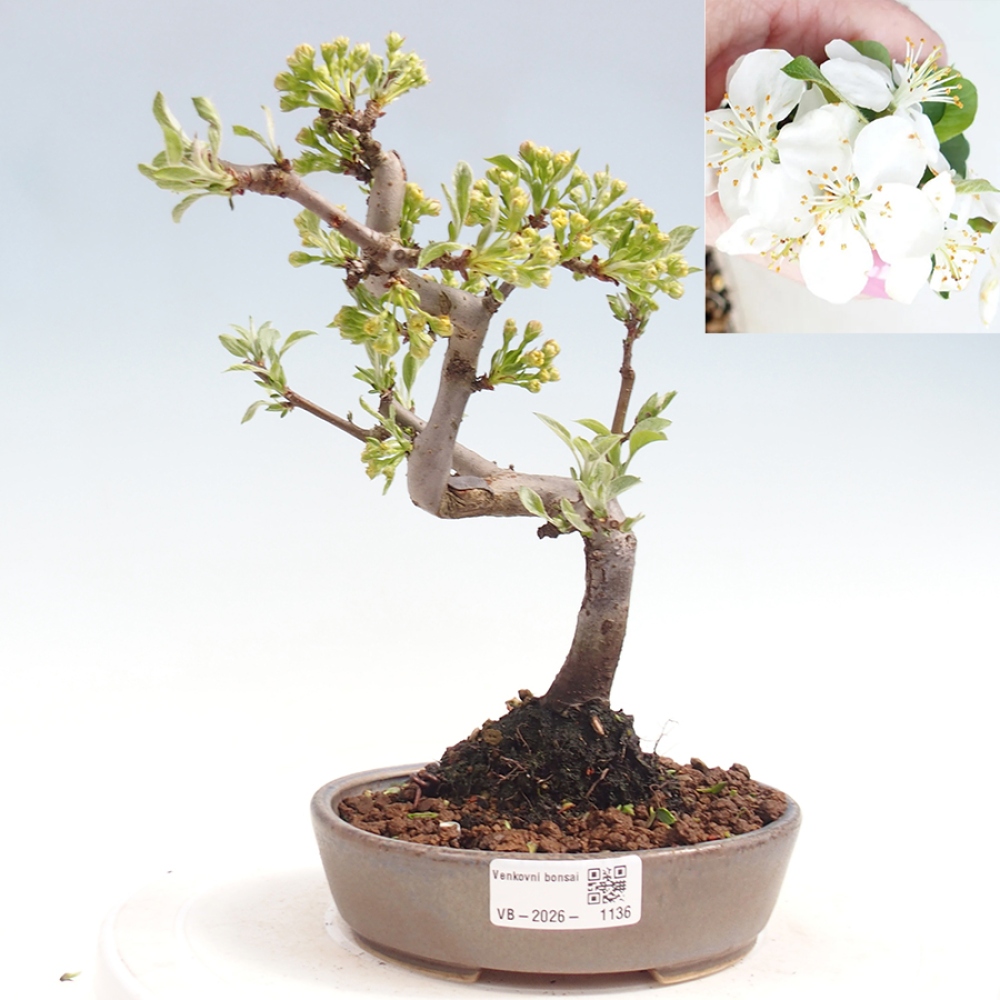 Bonsai voor buiten - Malus sargentii - Appelboom met kleine vruchten