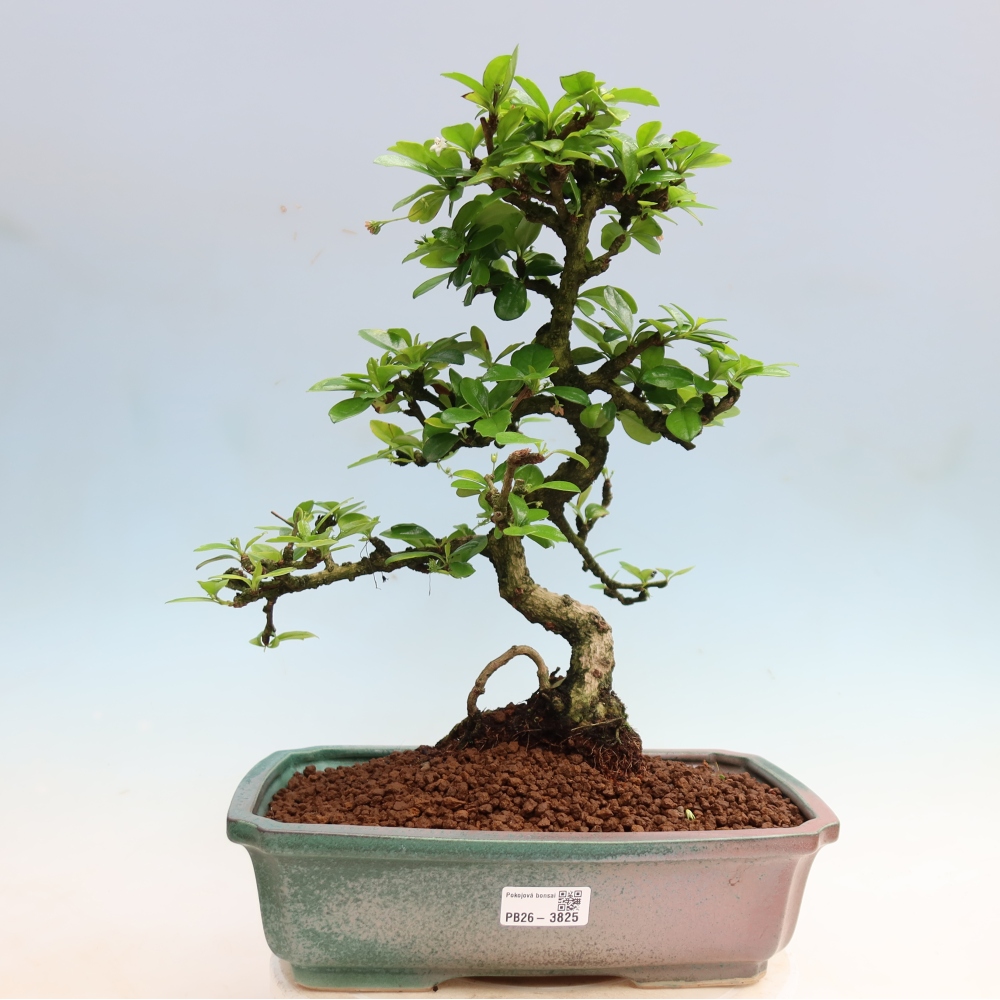 Kamerbonsai - Carmona macrophylla - Thee fuki