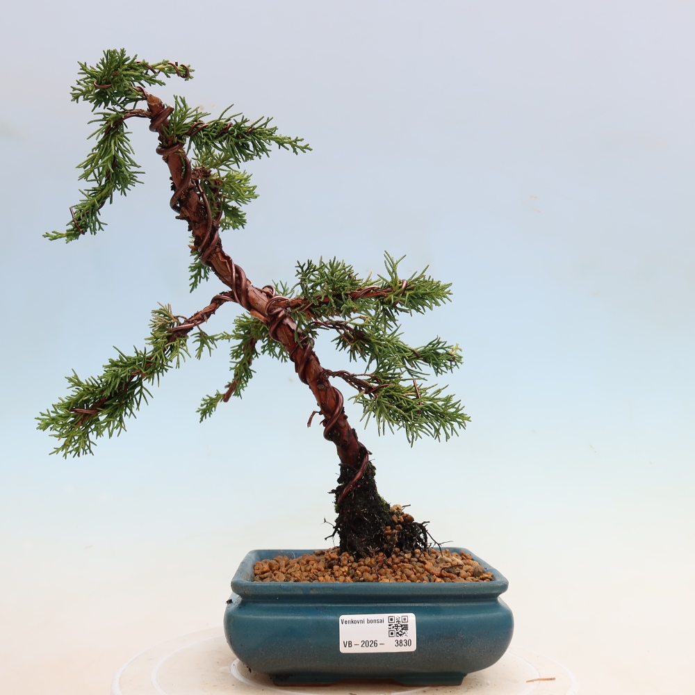 Bonsai voor buiten - Juniperus chinensis Kishu