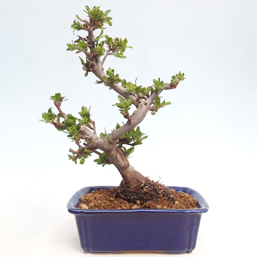 Bonsai voor buiten - Malus sargentii - Appelboom met kleine vruchten