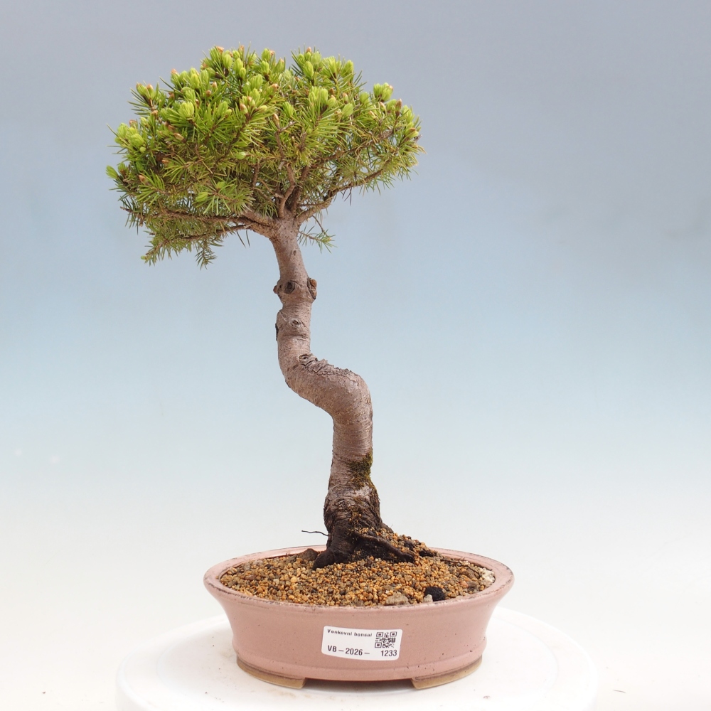 Bonsai voor buiten - Gewone spar - Picea glauca globe