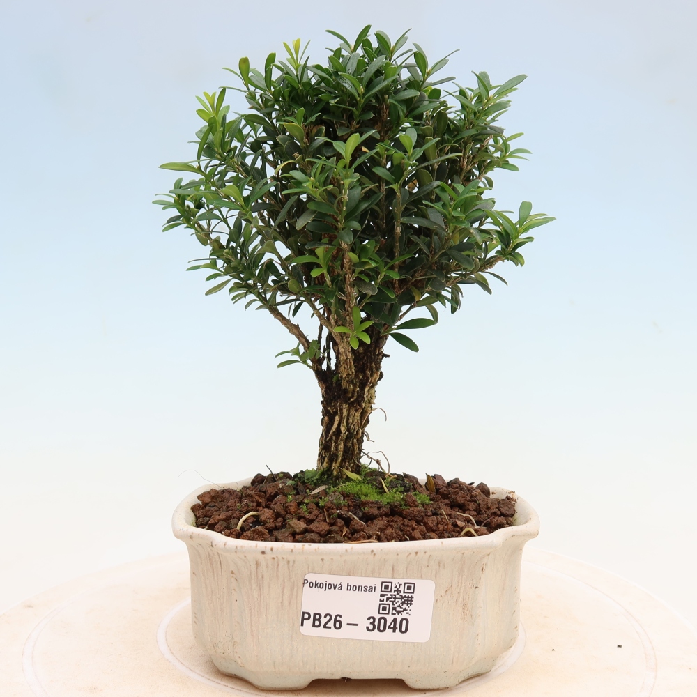 Kamerbonsai - Buxus harlandii - kurk buxus