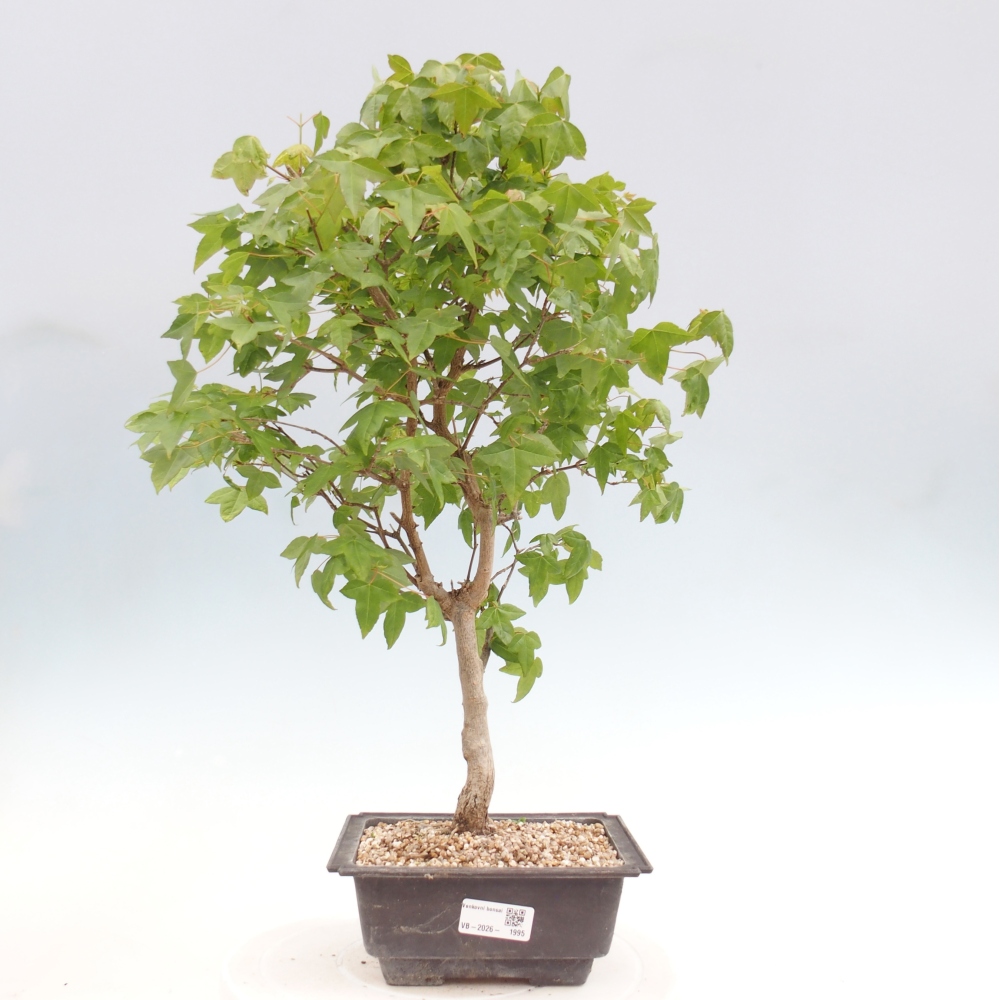 Bonsai voor buiten - Acer Buergerianum - Burgeresdoorn