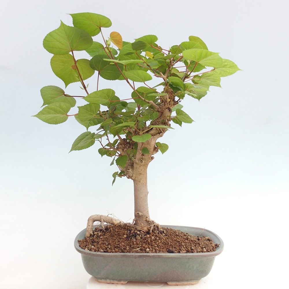 Bonsai voor binnen - Hibiscus tiliaceus - Zee Hibiscus