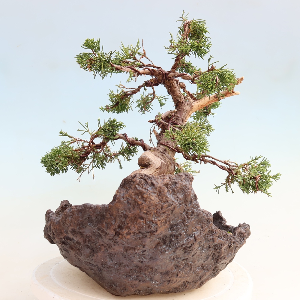Bonsai voor buiten - Juniperus chinensis Itoigawa-Juniperus chinensis