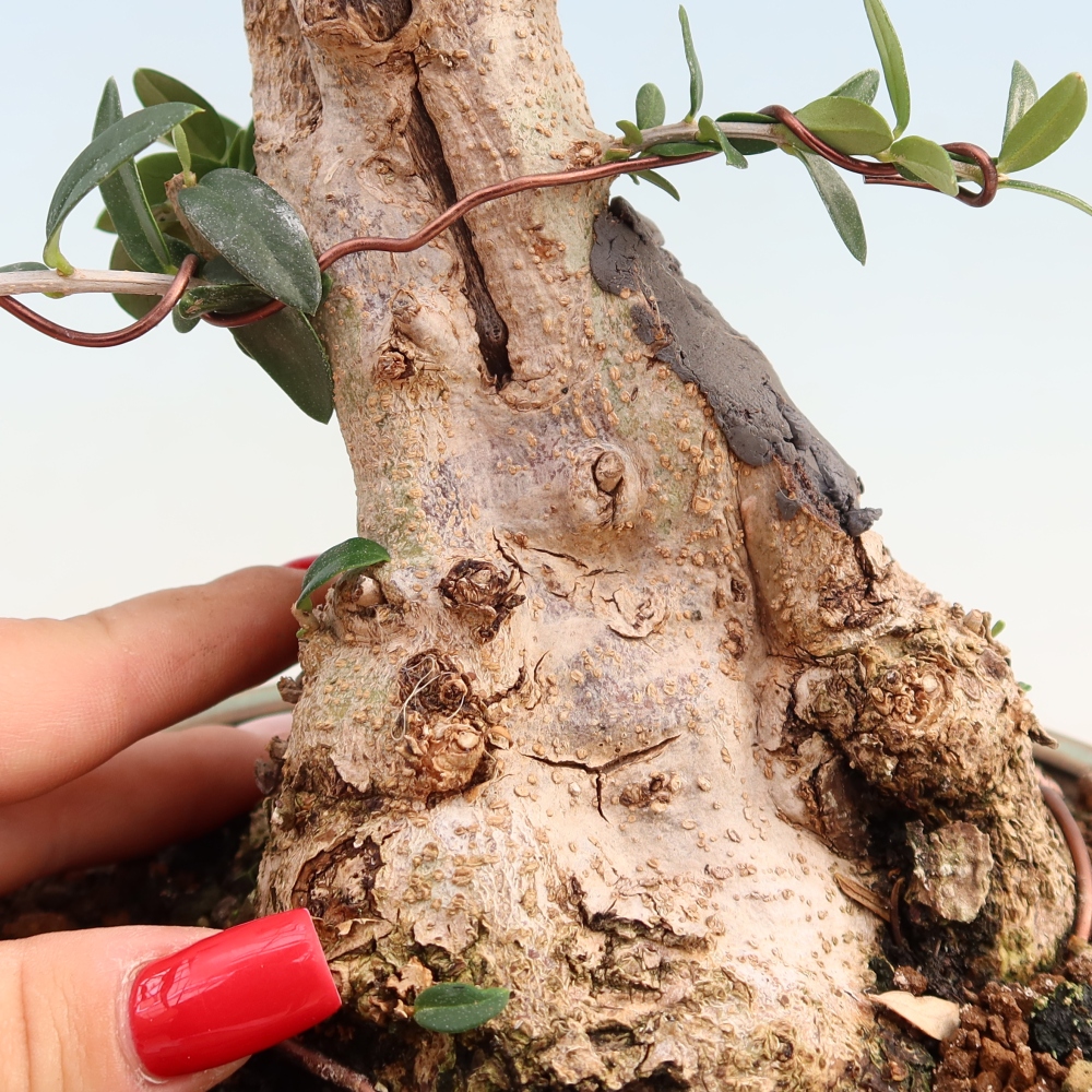 Bonsai voor binnen - Olea europaea sylvestris