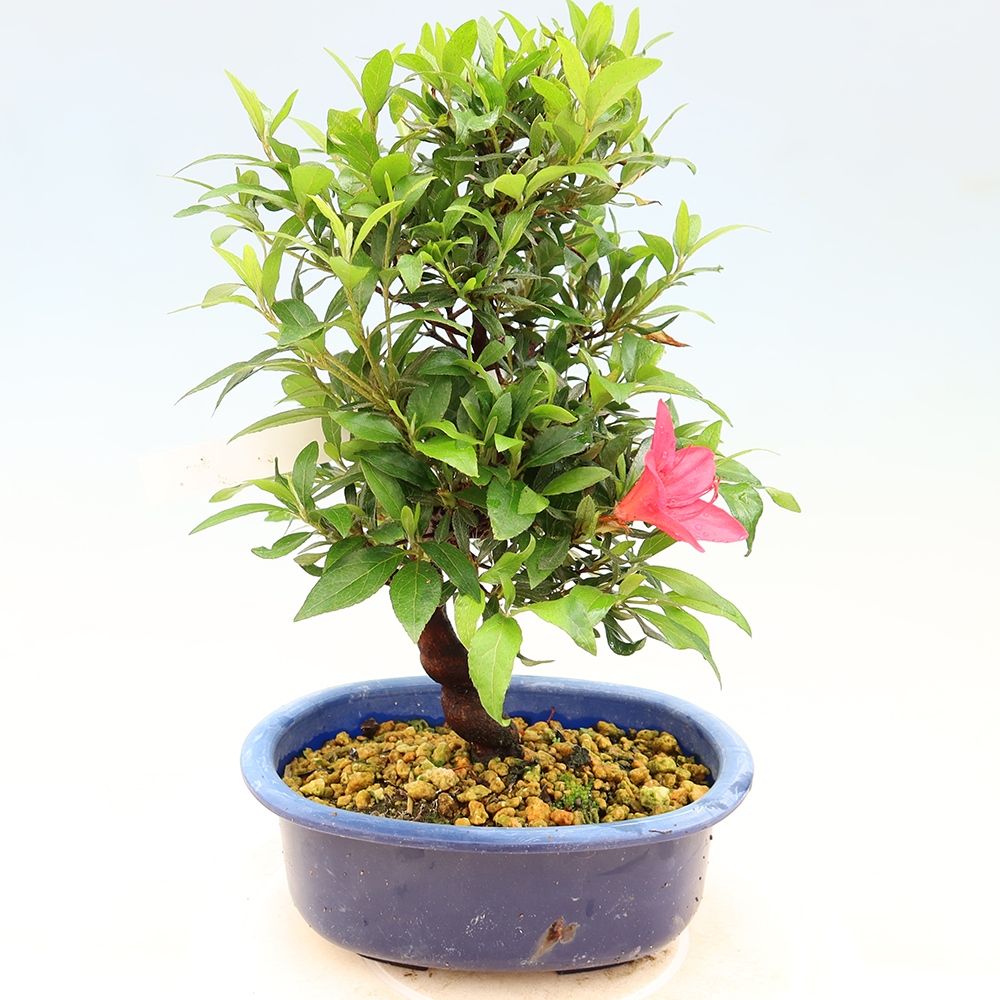 Bonsai voor buiten - Japanse azalea - Azalea CHIHIRO