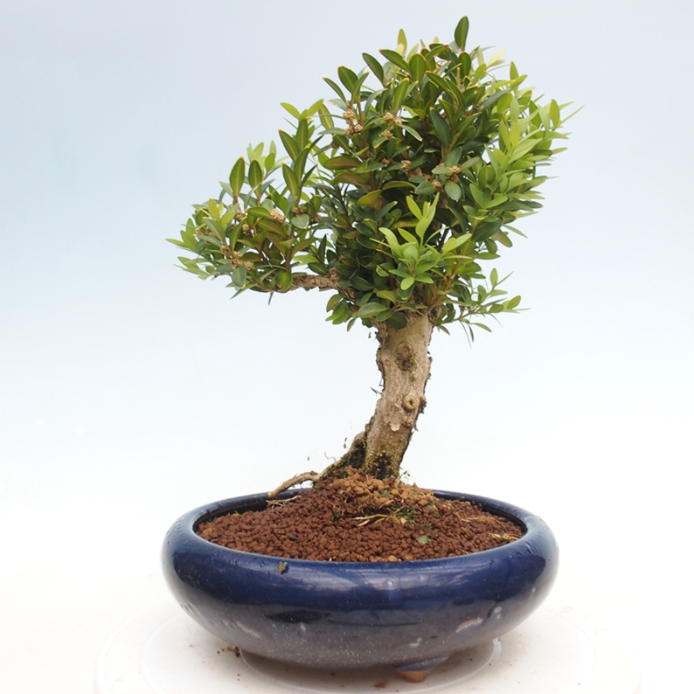 Bonsai voor buiten - Buxus sempervirens - buxus