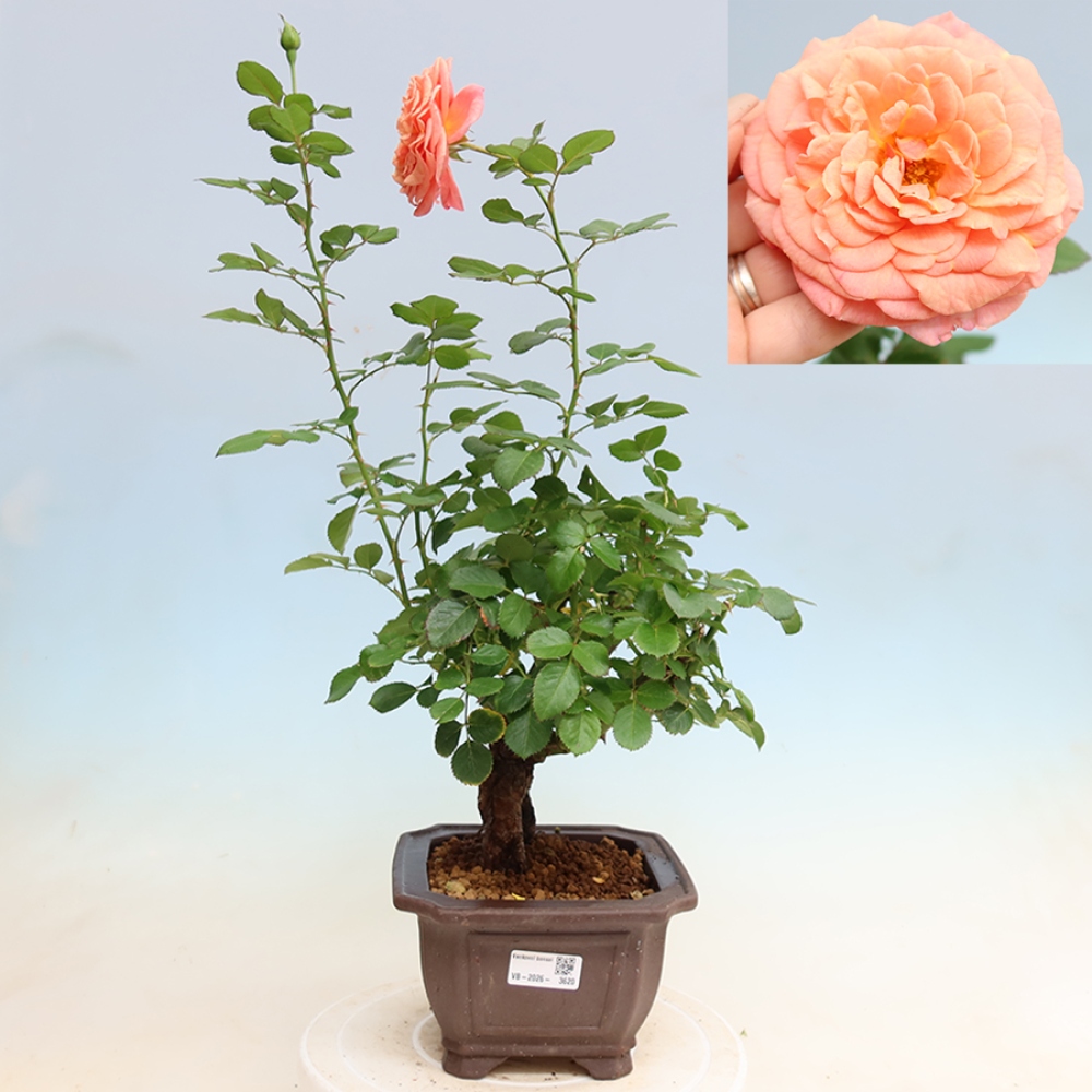Bonsai voor buiten - Rosa Kordes - roos