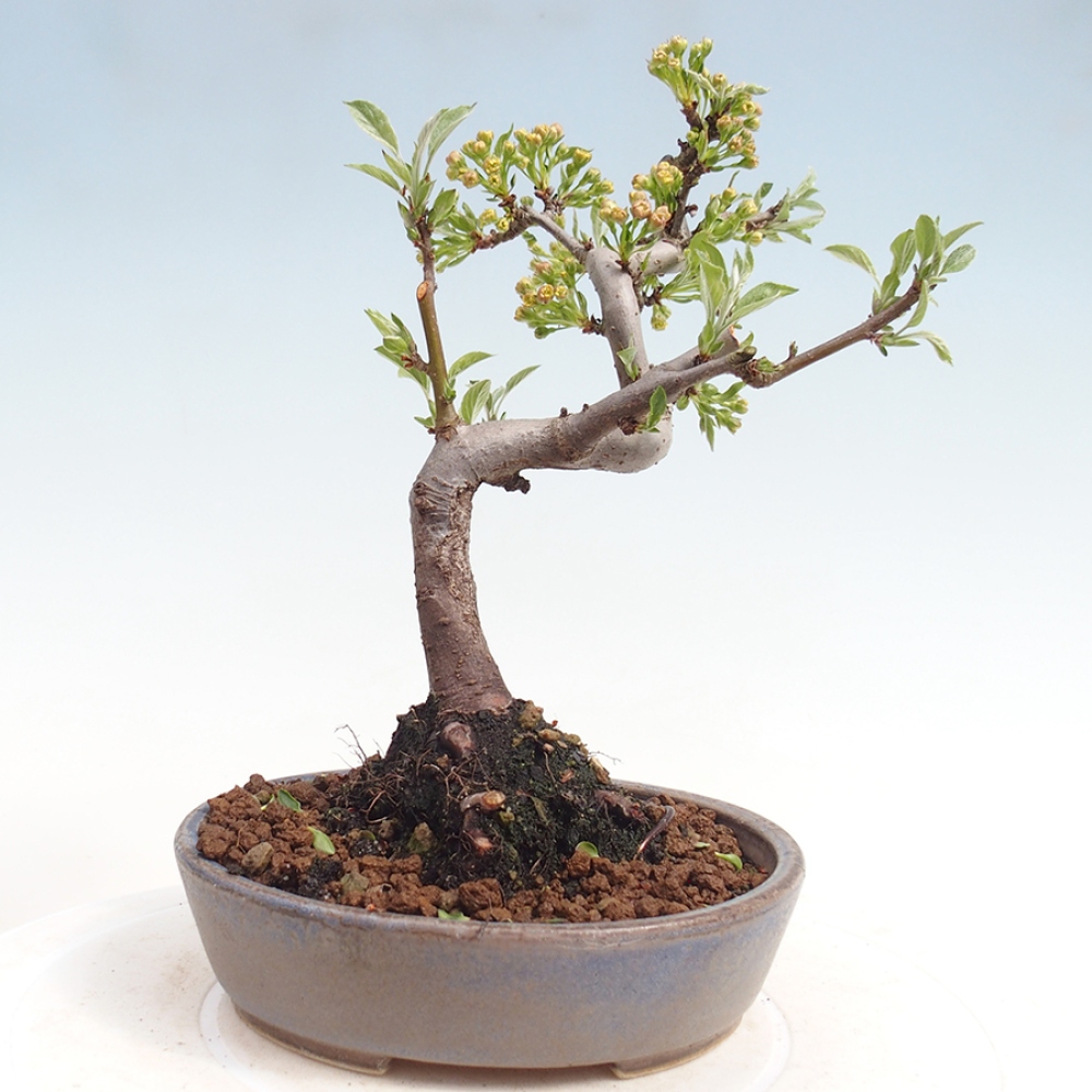 Bonsai voor buiten - Malus sargentii - Appelboom met kleine vruchten