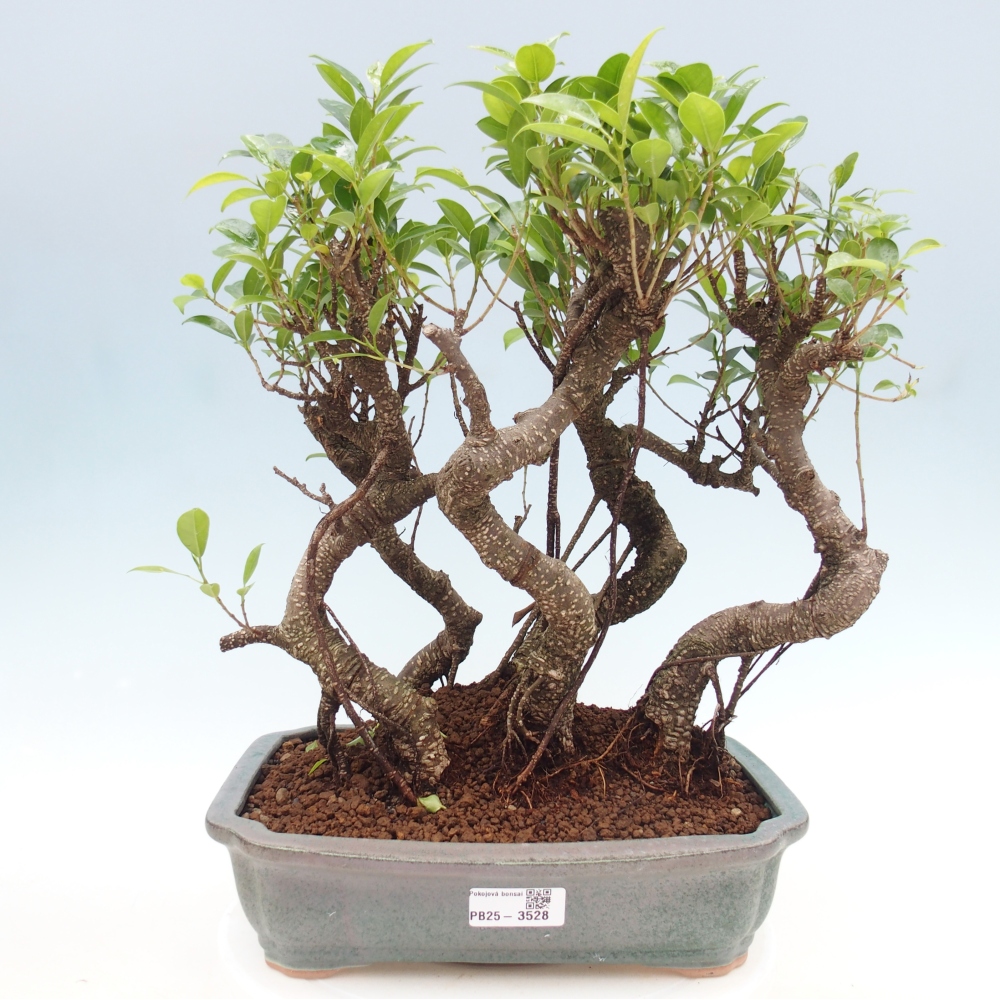Kamerbonsai - Ficus kimmen - kleinbladige ficus