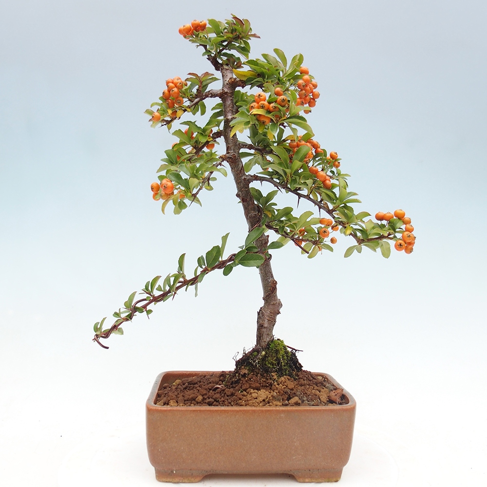 Bonsai-Pyracantha Teton voor buiten -Hlox