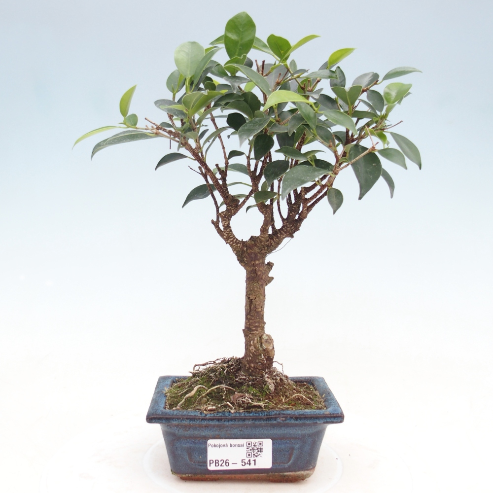 Kamer bonsai Ficus retusa kimmen