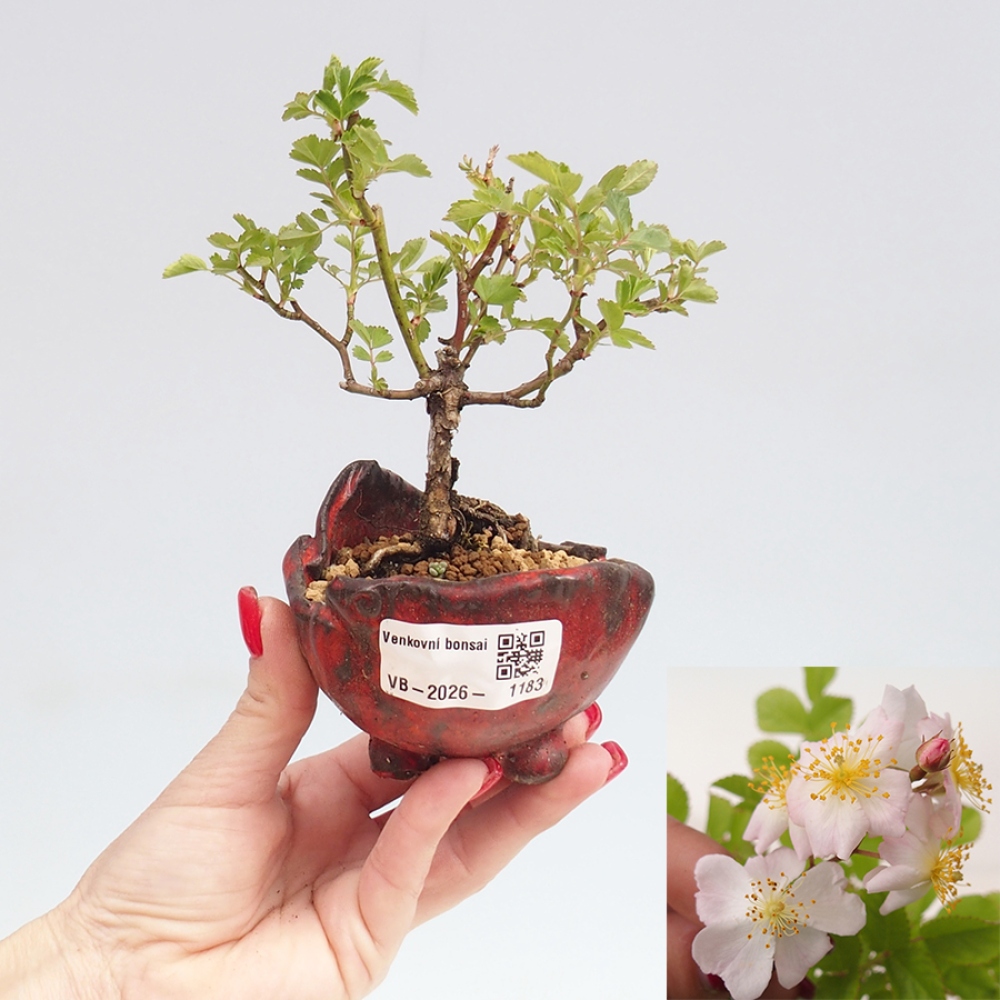 Bonsai voor buiten - Rosa sp. - kleinbloemige roos