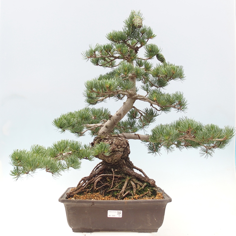 Bonsai voor buiten - Pinus parviflora - Pinus parviflora