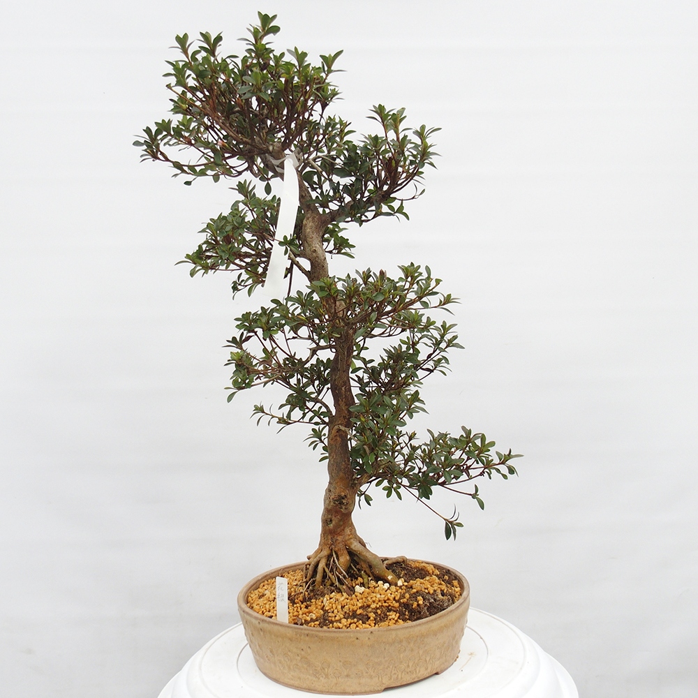 Bonsai voor buiten - Japanse Azalea - Azalea Hanatsuzuri