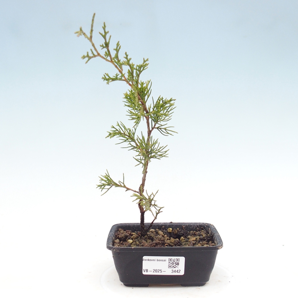Bonsai voor buiten - Juniperus chinensis Itoigawa