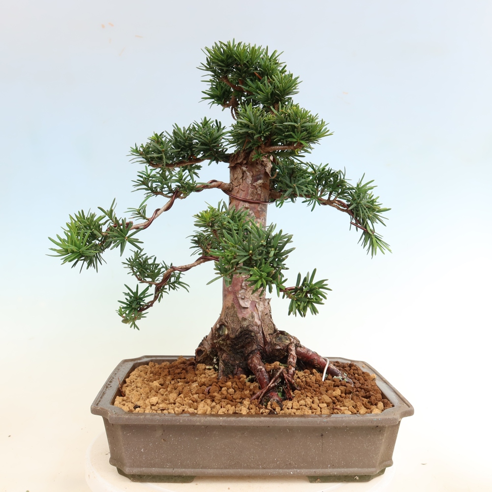 Bonsai voor buiten - Taxus cuspidata - Japanse Taxus
