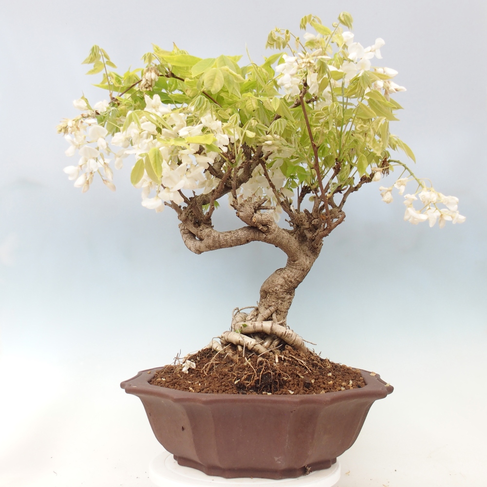 Bonsai voor buiten - Vistaria - Wisteria