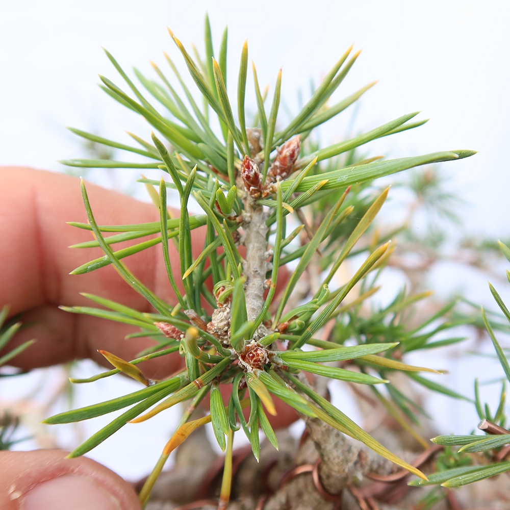 Pinus sylvestris Spanje - grove den