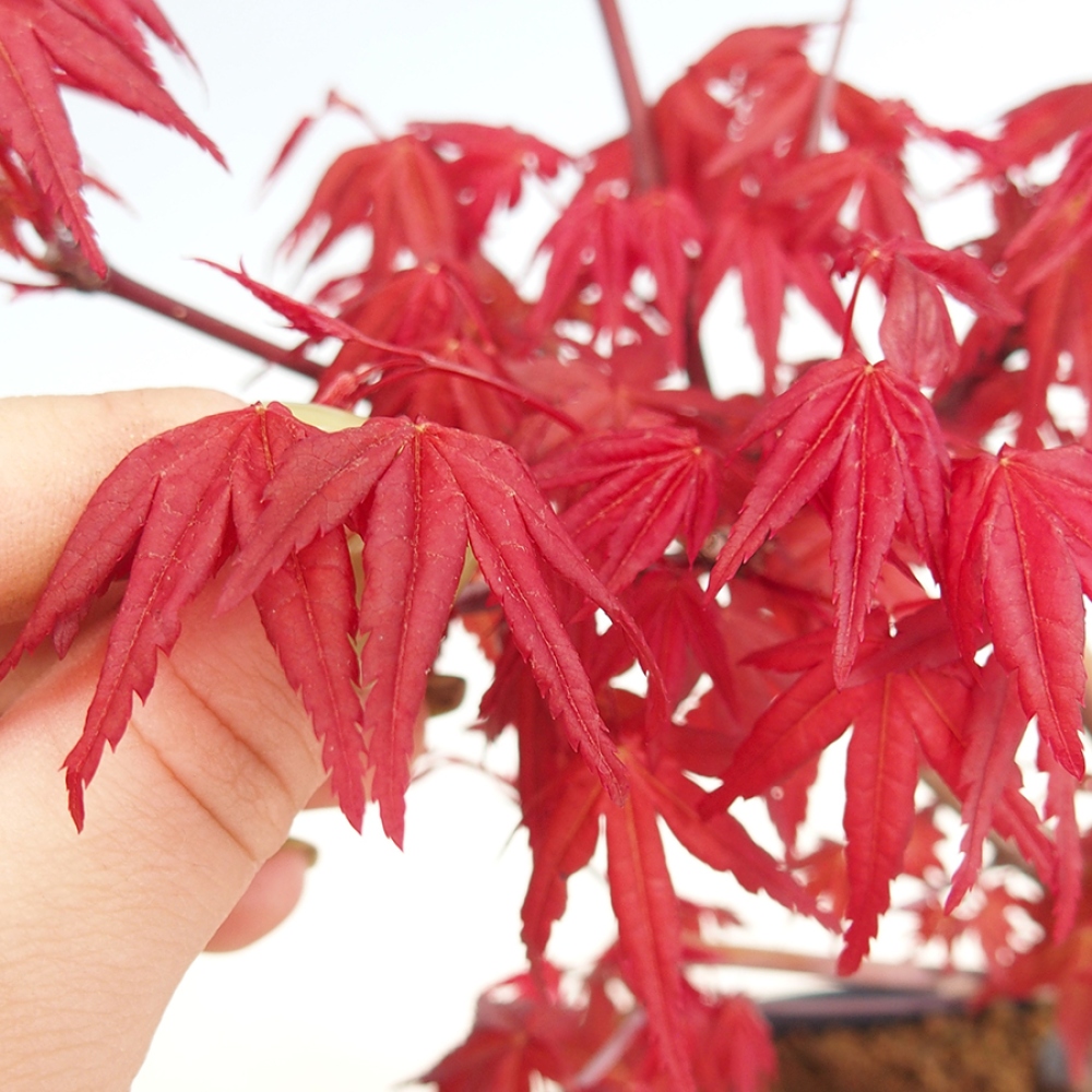 Bonsai voor buiten - Acer palmatum DESHOJO