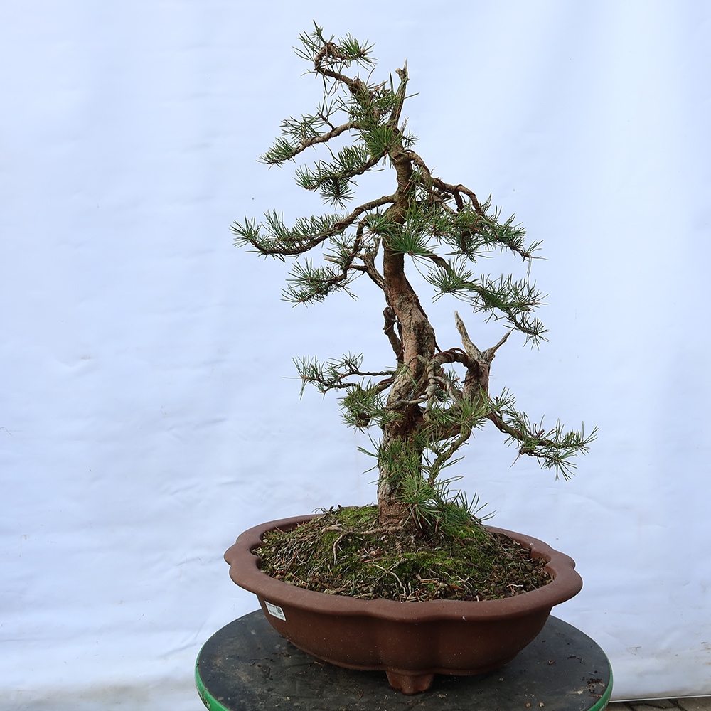Pinus sylvestris Spanje - grove den