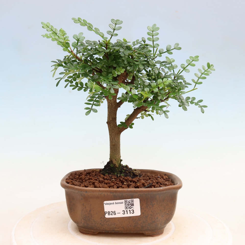Kamerbonsai - Zantoxylum piperitum - peperboom