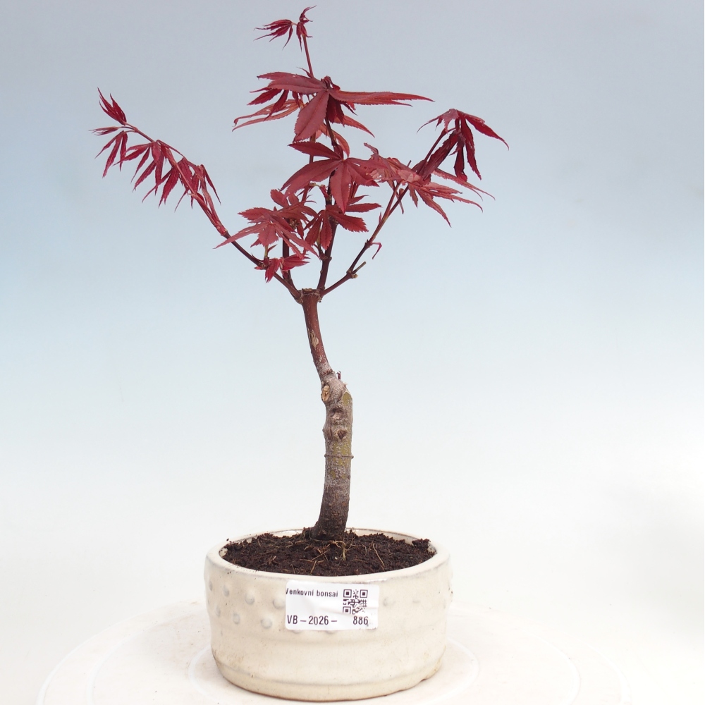 Bonsai voor buiten - Acer palm. Atropurpureum-Javorpalm