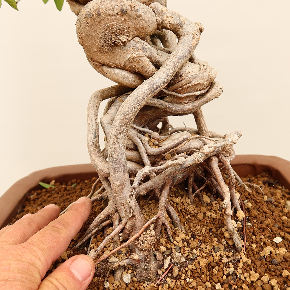 Bonsai voor buiten -Carpinus Coreana - Koreaanse haagbeuk