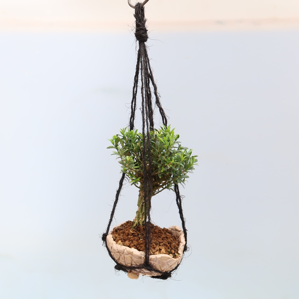 Kokedama in een keramische pot - Buxus harlandii - kurkbuxus