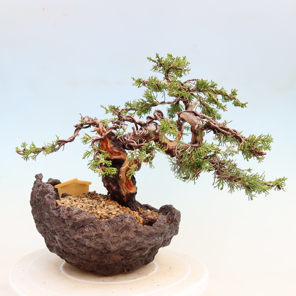 Bonsai voor buiten - Juniperus chinensis Itoigawa-Juniperus chinensis