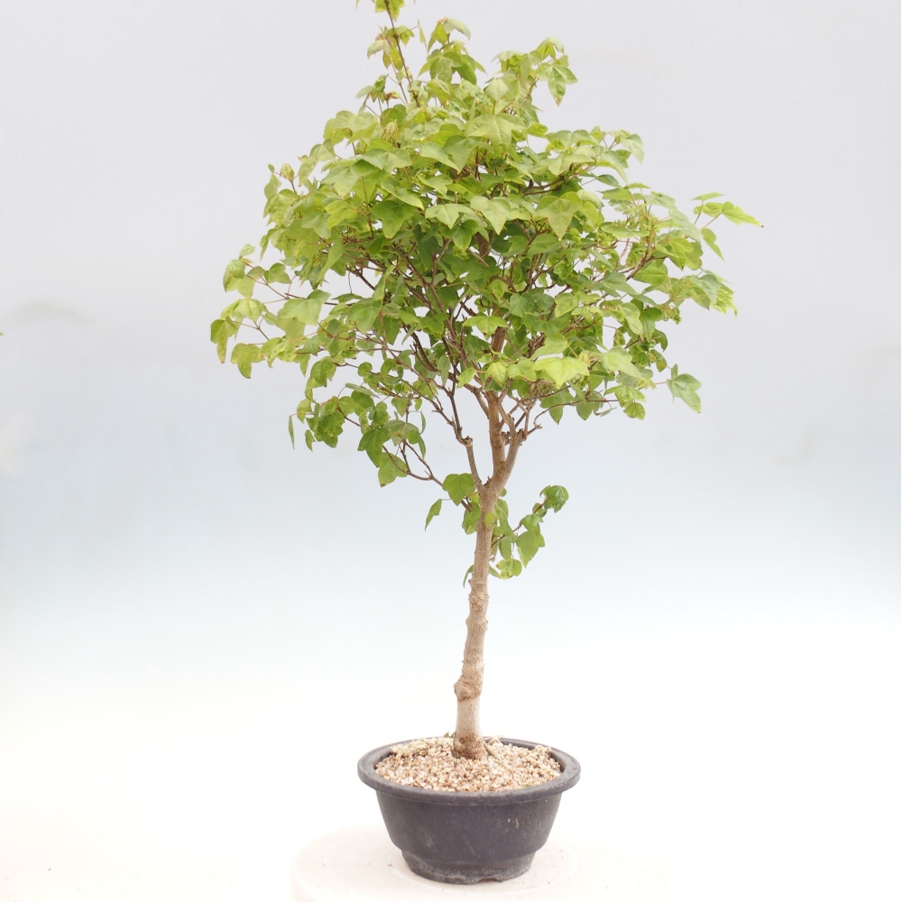 Bonsai voor buiten - Acer Buergerianum - Burgeresdoorn