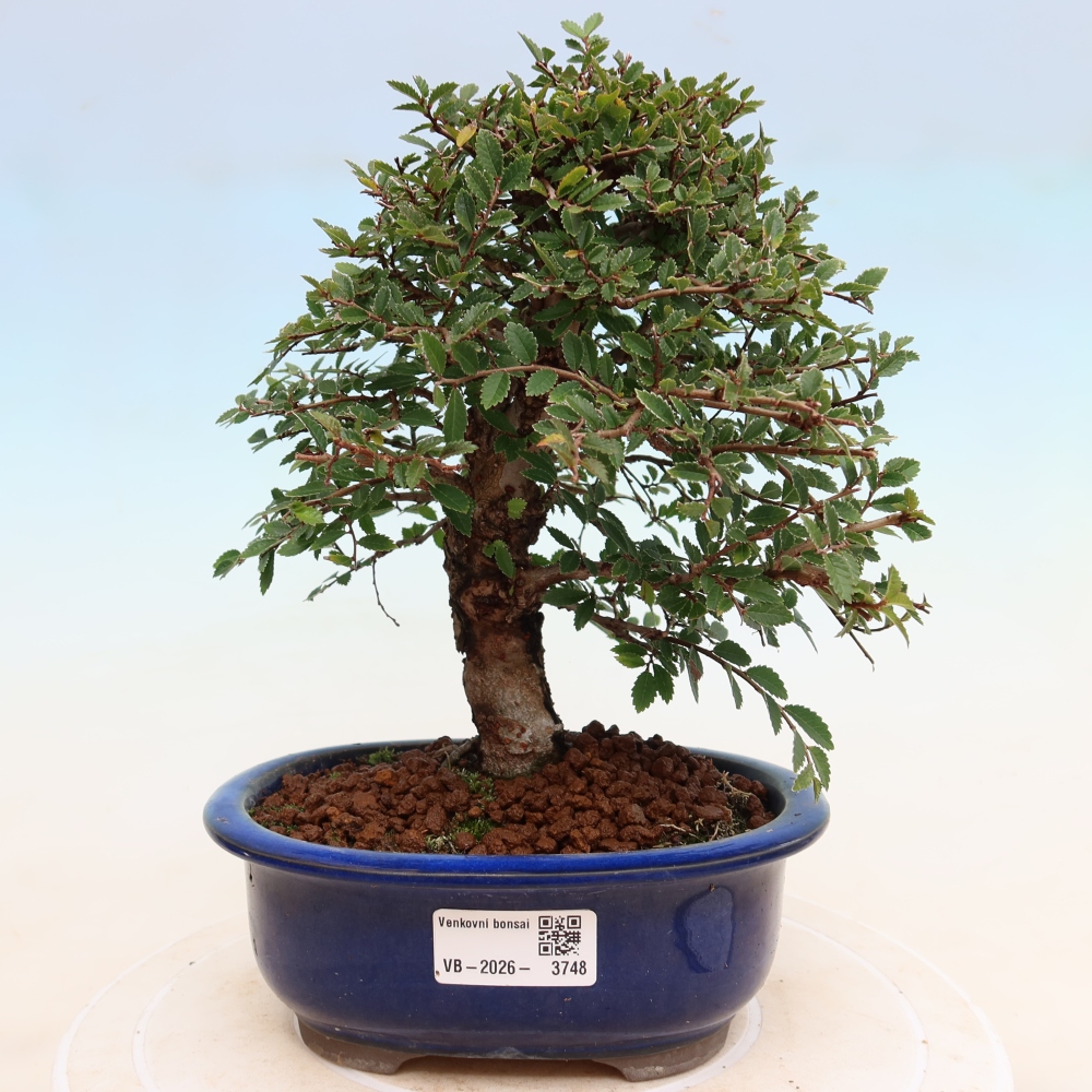 Bonsai voor buiten - Zelkova - Zelkova NIRE