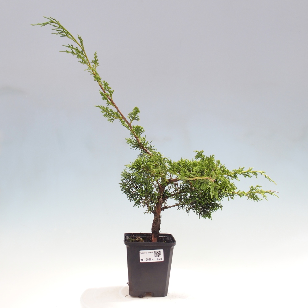 Bonsai voor buiten - Juniperus chinensis Itoigawa